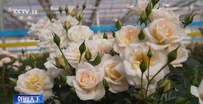 航天育种月季交付 太空种子开启新希望