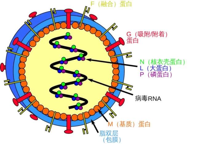 不要惊慌 尼帕病毒不是新病毒