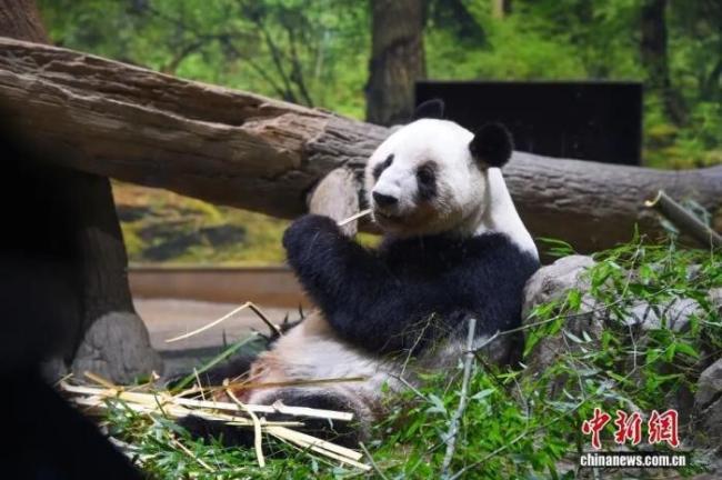 旅日大熊猫启程回国 民众现场落泪 告别“晓晓”与“蕾蕾”