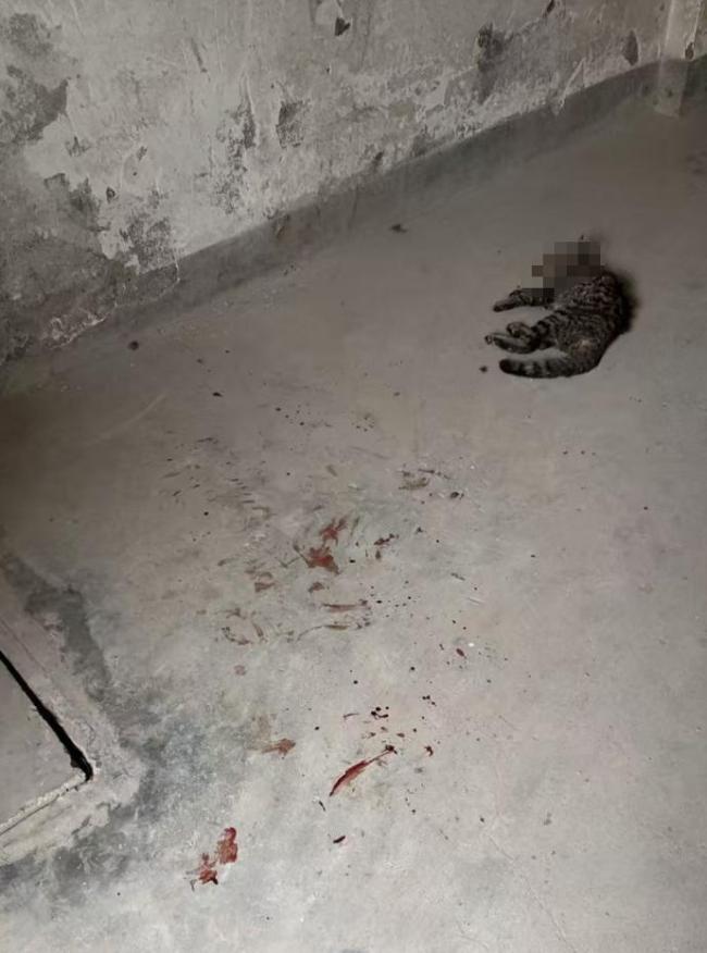 一小区被曝发生多起虐猫事件 居民报警并提醒注意安全