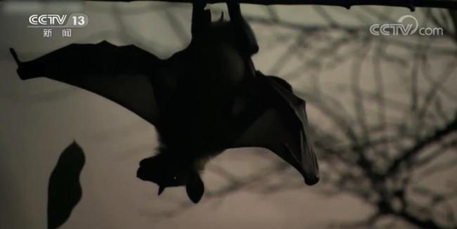 印度尼帕病毒暴发！远离这种病，千万不要喝路边摊来历不明的鲜榨果汁 蝙蝠污染饮品成传播源