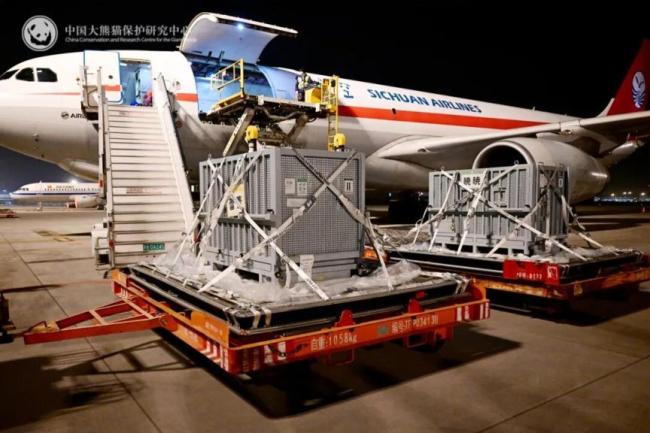 旅日大熊猫抵达成都现场画面 平安回家