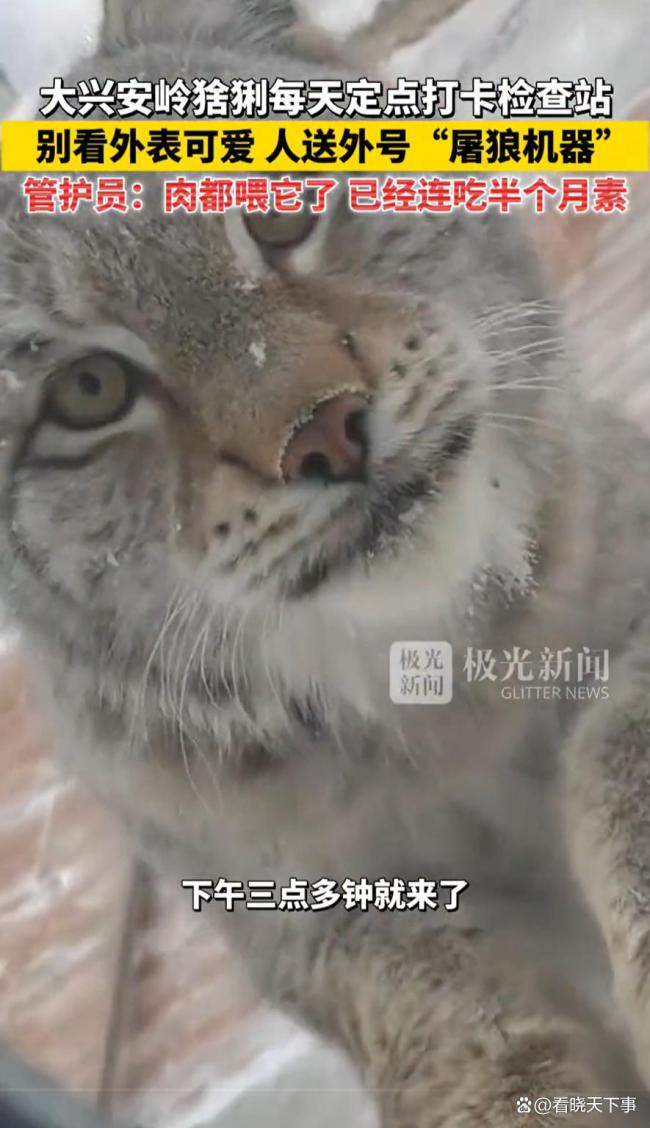 大兴安岭猞猁打卡检查站 萌态讨食记