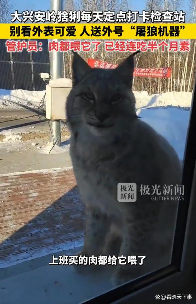 一猞猁每天“打卡”检查站 定点讨食成常客