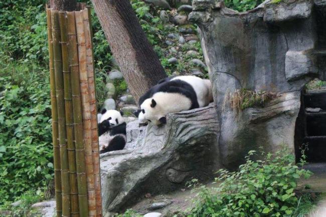 旅日大熊猫“晓晓”“蕾蕾”安家雅安