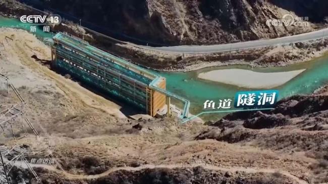 金沙江的鱼儿回家之路为何能畅快通行?