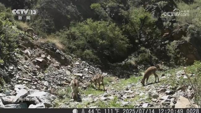 金沙江的鱼儿回家之路为何能畅快通行？