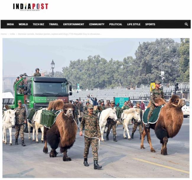 驼马受苦军犬建功 动物士兵不毛糙