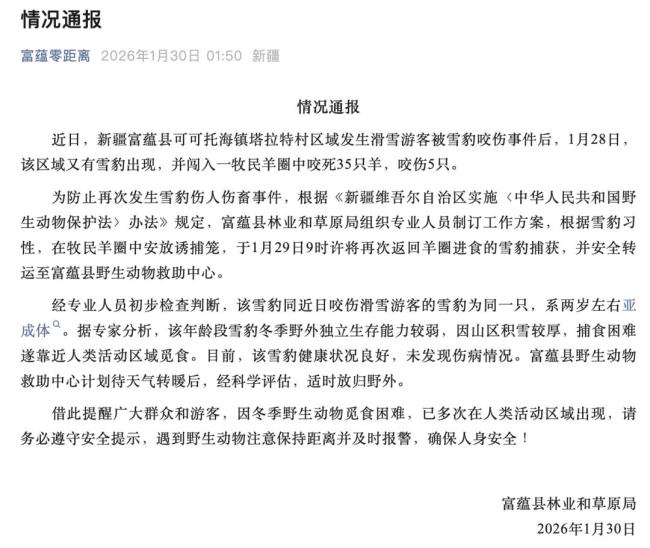 咬东谈主雪豹又咬死35只羊 雪豹被拿获并转圜