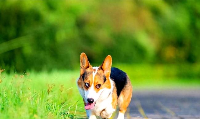 这辈子卖得临了悔的一只狗 又恨又爱的柯基