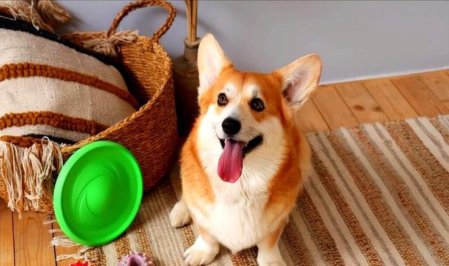 这辈子卖得临了悔的一只狗 又恨又爱的柯基