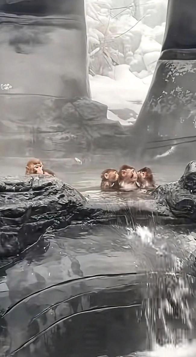 河南一景区猕猴“泡温泉养生”