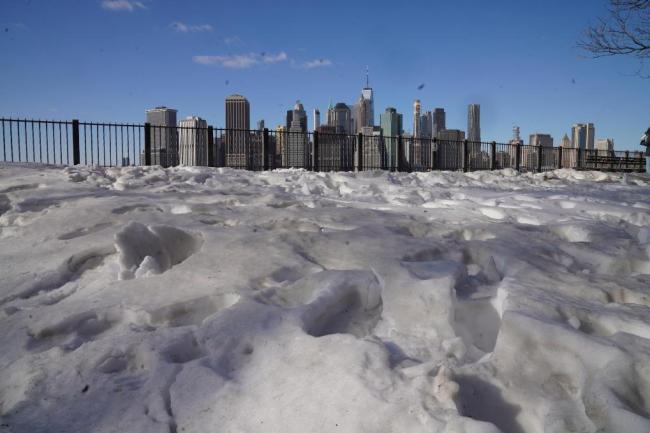 美国佛州再现天降蜥蜴 寒潮致僵硬蜥蜴坠落