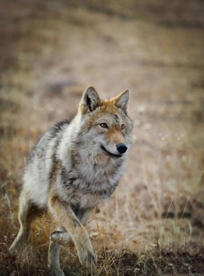 李微漪确认狼王格林离世 愿 …