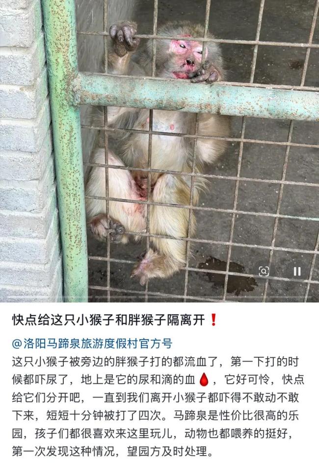 洛阳一度假村母猴遭公猴暴打