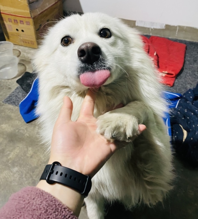 男童点火烧死萨摩耶家属发声 家长监护失职引反思