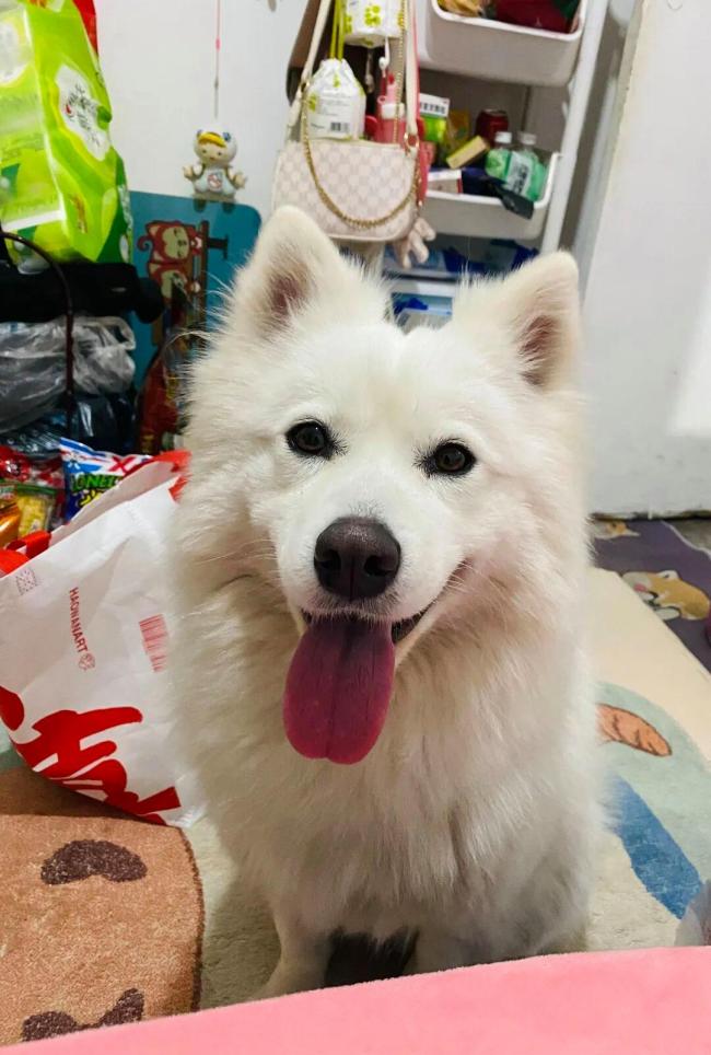 讼师解读男孩玩火烧死萨摩耶犬 烟花引燃悲催激励热议