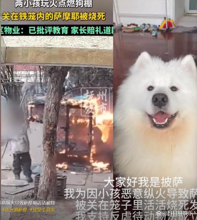 2男孩烧死萨摩耶家长曾提赔1只狗 赔偿协议争议不断