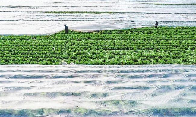 落实中央一号文件 河南怎么干