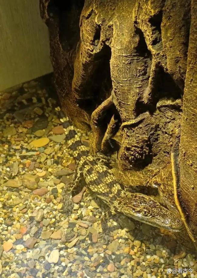 酒店回应深夜惊现鳄鱼遛弯 安全隐患引深思