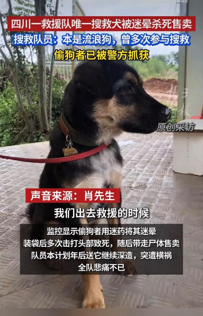 被杀搜救犬曾是流浪狗多次救人 悲剧引发全网愤慨
