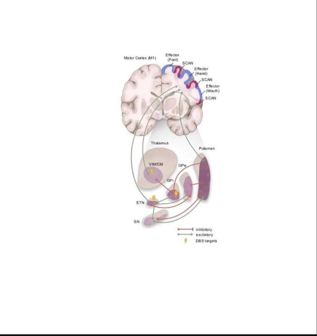 中国科学家发现帕金森病关键功能环路