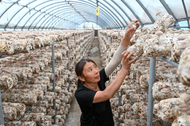 从中央一号文件看2026年“三农”工作路线图