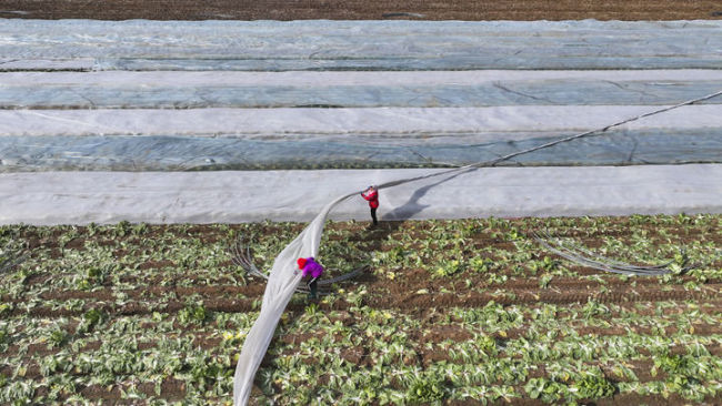 从中央一号文件看2026年“三农”工作路线图