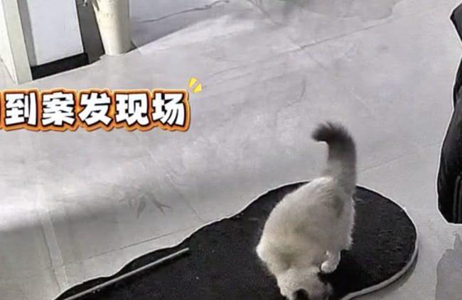 猫咪满房子跑酷撞翻镜子