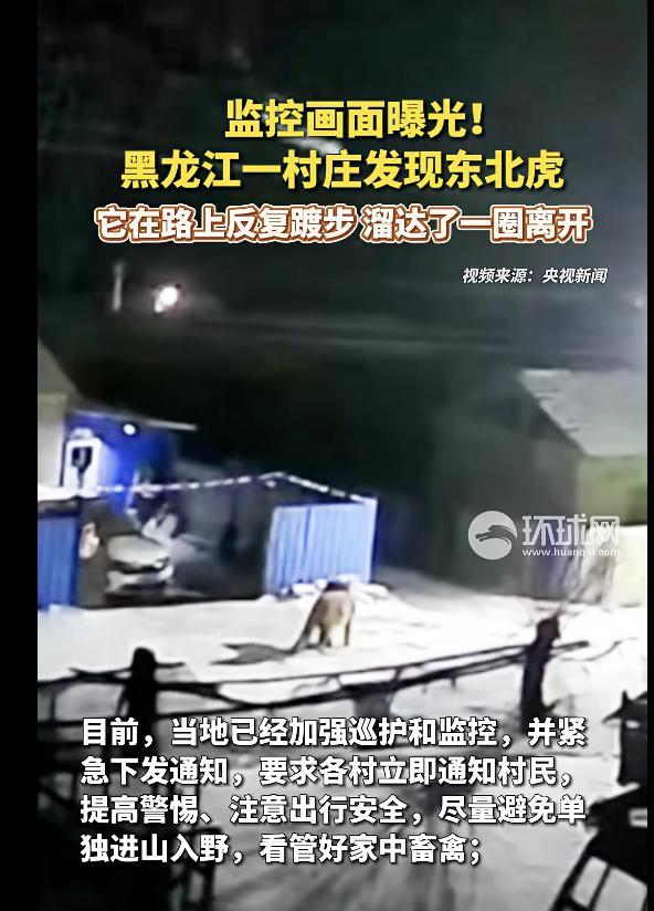 黑龙江有东北虎进村 在路上反复踱步