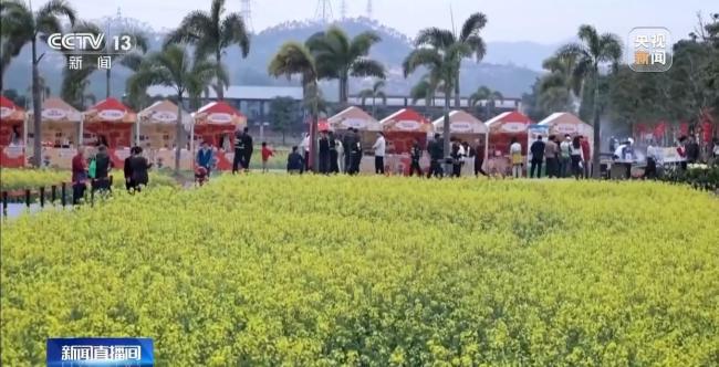 港澳游客打卡湾区千亩油菜花田