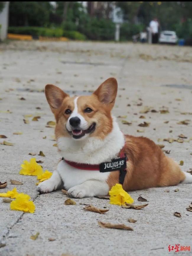 男子投药毒死小区多只宠物狗 犬主痛失爱宠引发关注