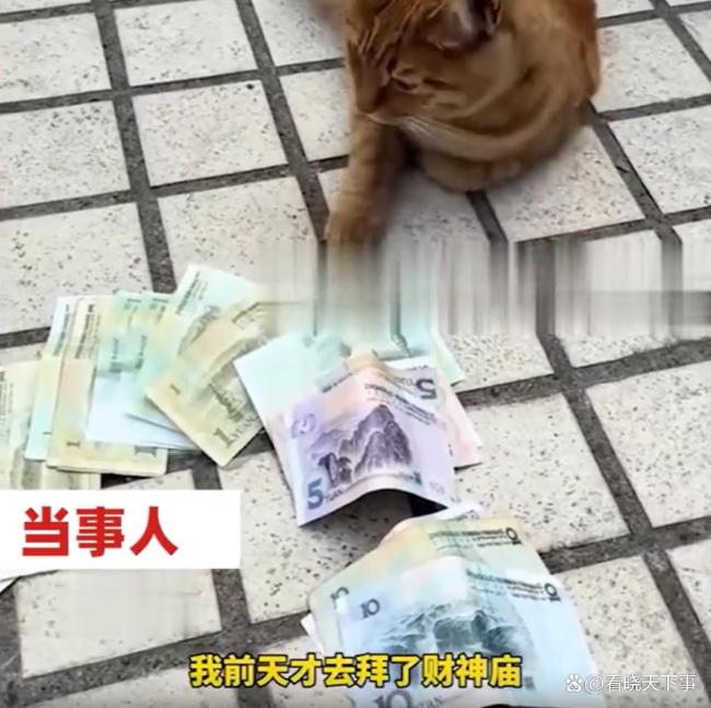 女子家中出现零钱是猫咪偷的
