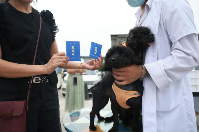 未牵绳边牧咬伤路人主人被行拘