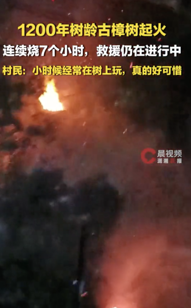 湖南道县一棵千年古樟树起火冒烟 明火已扑灭待专家评估