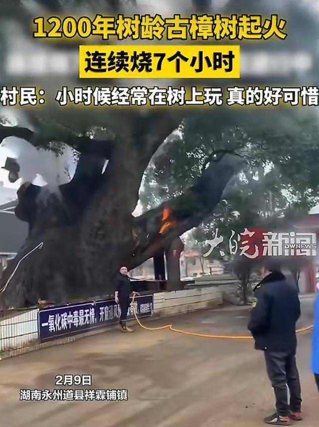 1200年树龄古樟树起火连续烧7小时 文化遗产受损引发关注
