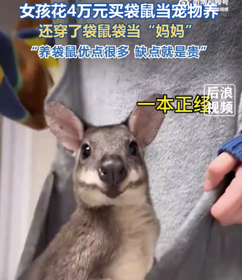 女孩花4万元买袋鼠当宠物养 网友疑问：博主这袋鼠长大之后怎么办