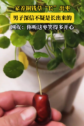 男子养的铜钱草上长出了个枣 网友：这是“招财进宝”的节奏啊！