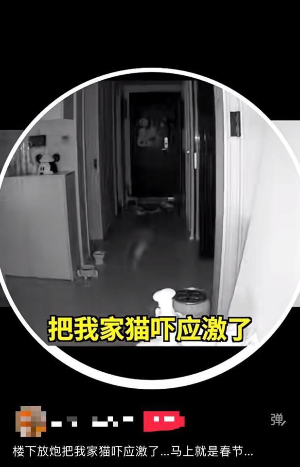 春节多地限时限区燃放烟花爆竹,人类的节日宠物的难日,为何宠物害怕鞭炮声!