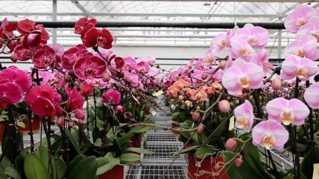 年味漸濃 新春的幸福與活力湧動