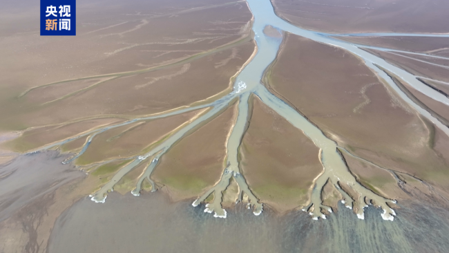 鄱阳湖进入枯水期 金溪湖水域现“大地之树”景观