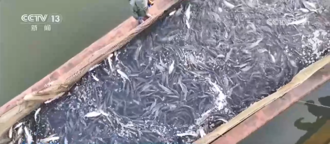 多彩非遗活动“解锁”热闹中国年