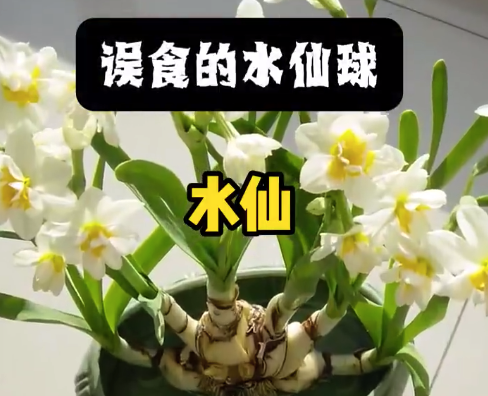 水仙煮熟后食用依旧中毒！ 医生紧急提醒：毒性极强，严重可致死