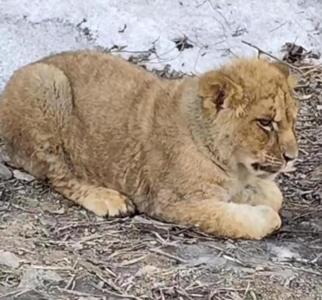 路边惊现小狮子 当地：系巧合出逃 年关将至引热议