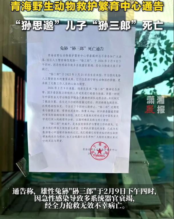 网红兔狲“狲思邈”之子狲三郎病亡
