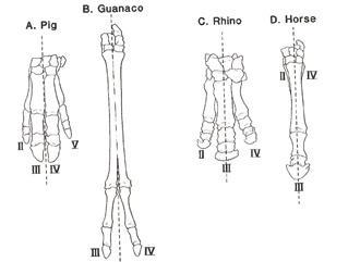 修马蹄时马到底会不会疼 揭秘马的“美甲”过程