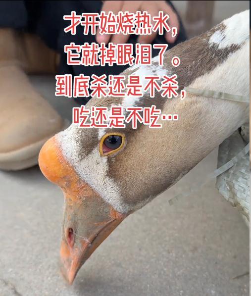 专家解答鹅真的会被“吓哭”吗 网友呼吁放生引发热议