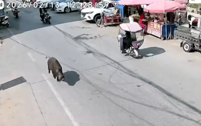 河南有野猪街头决骤撞翻电瓶车 现场东说念主员慌忙回避