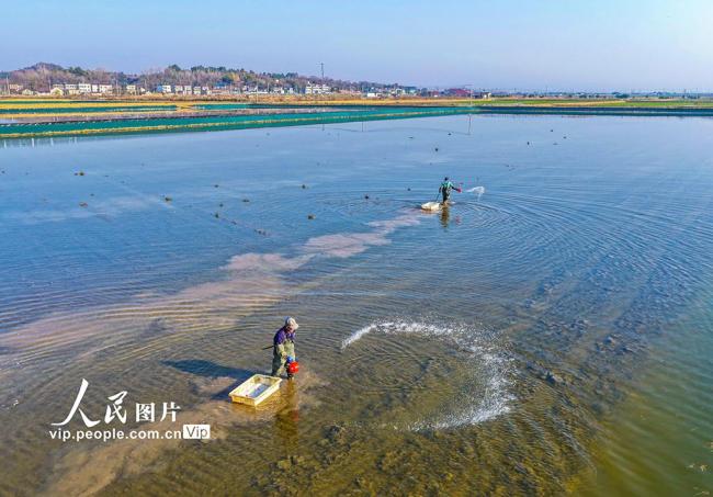 安徽芜湖：虾塘管护忙