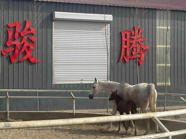 马术市场火爆 “名马”标价几十万元 骑射热潮带动行业发展